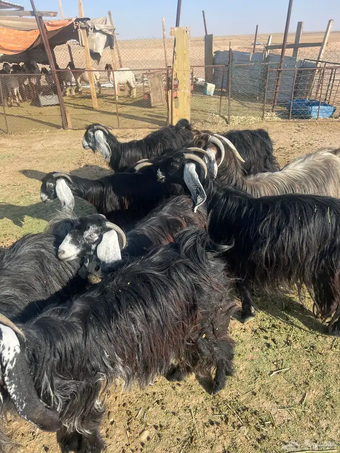 اللي بياسس مراح 4