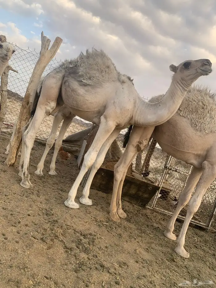 قعود كفو مواريه طيبه وهو حوار عمره شهرين ونص 0