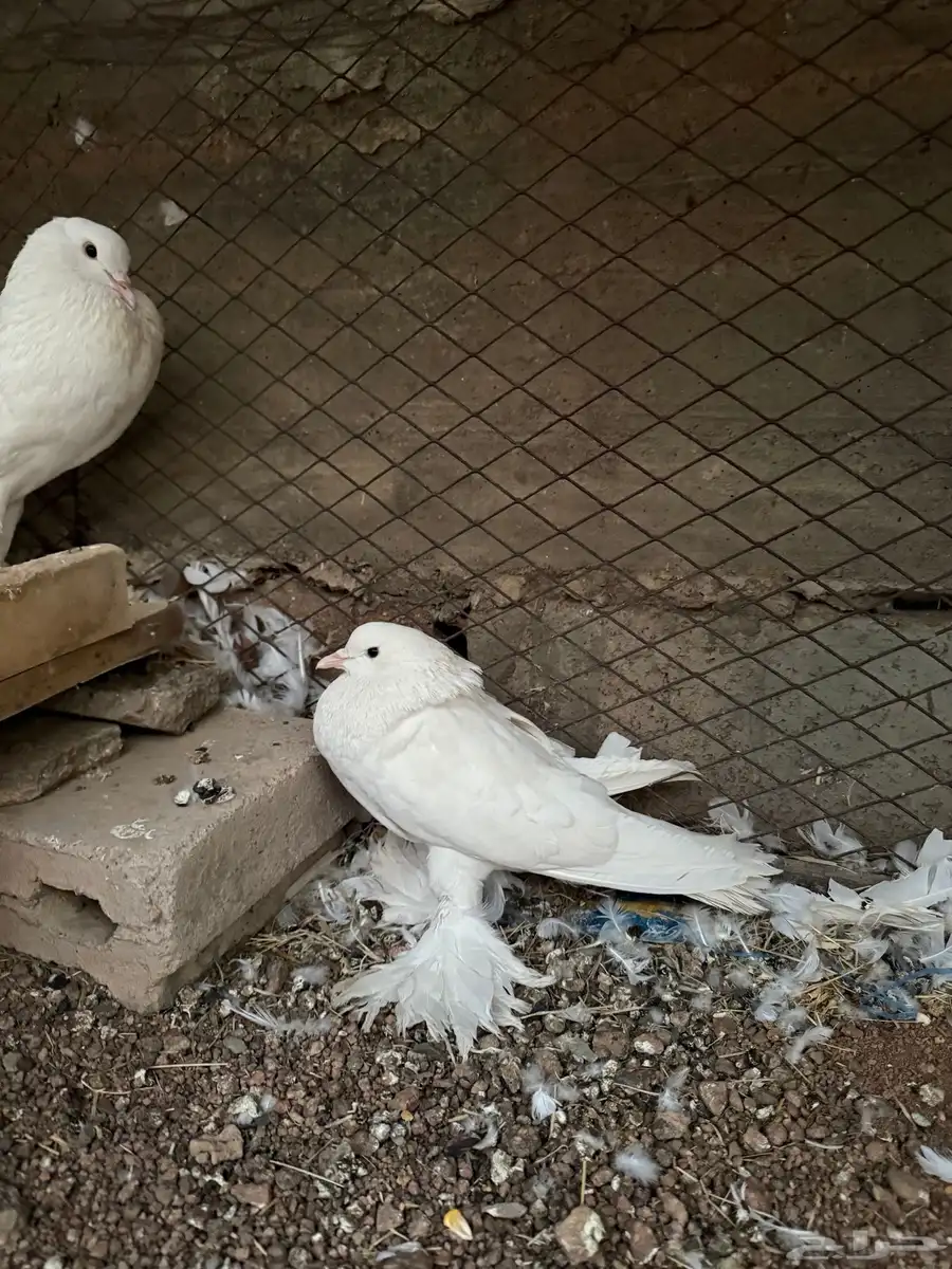 جوز حمام نفاخ ابيض للبيع 3