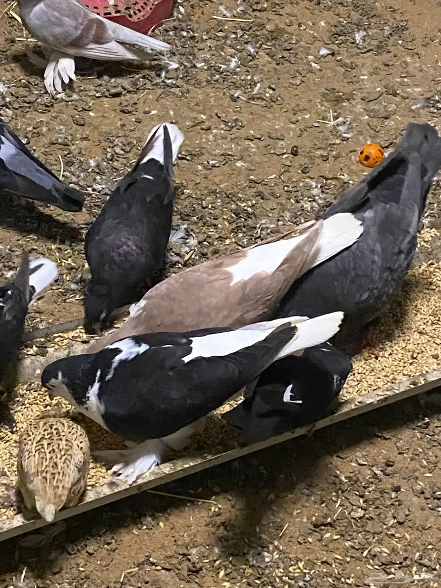 للبيع طيور حمام مع القفص 21