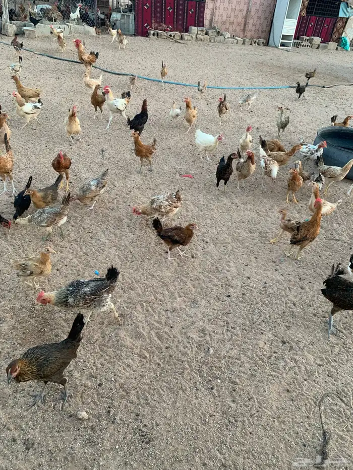 دجاج بلدي 3