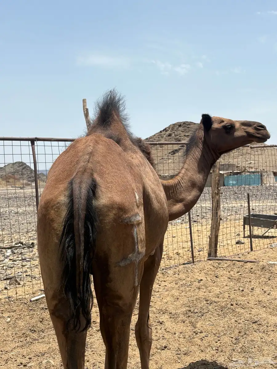 بكره صفرا جذعه مبيوع ولدها 3