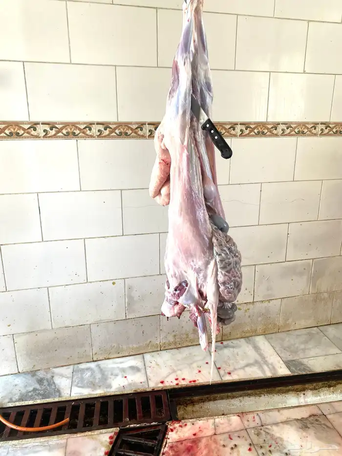 يتوفر لدينا ذبائح حسب الطلب 7