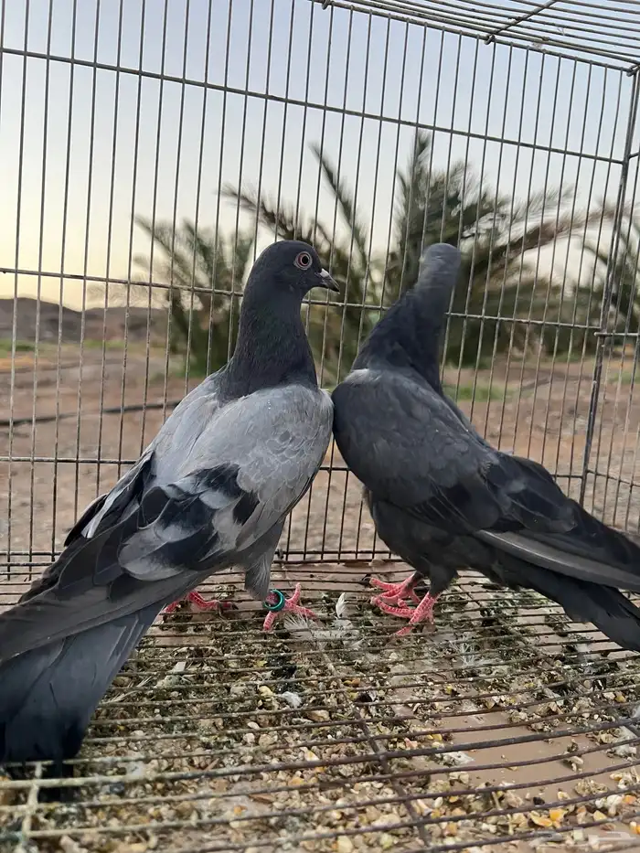 للبيع حمام باكستاني 4