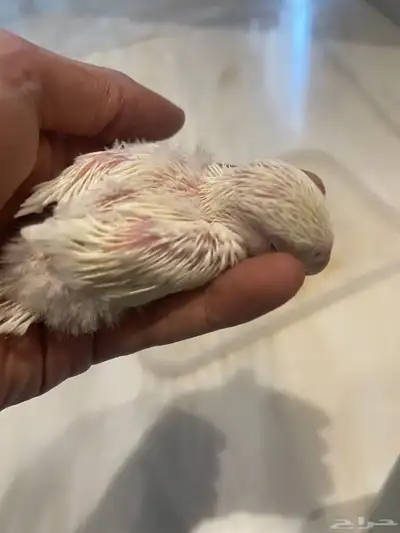 فروخ روز 5