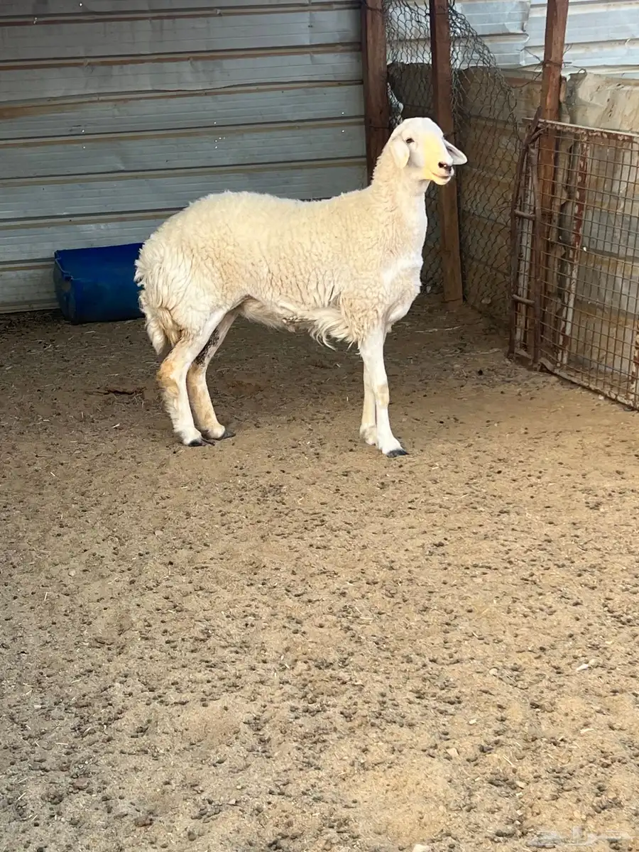 شاه ثنية فاخرة 0