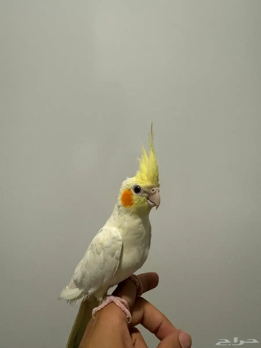 كروان أليف 2