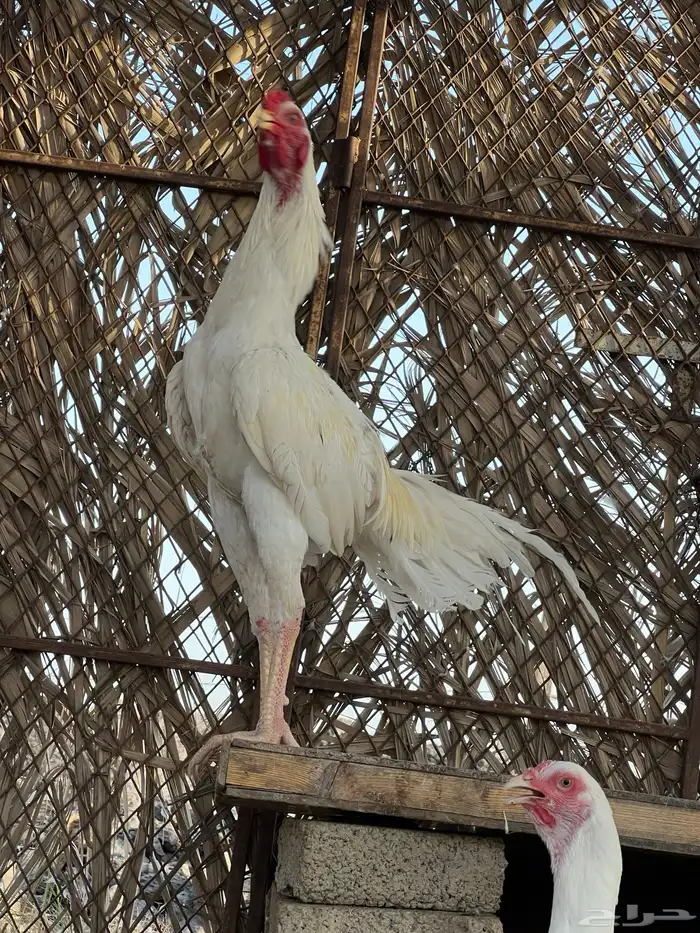 باكستاني صنف 0