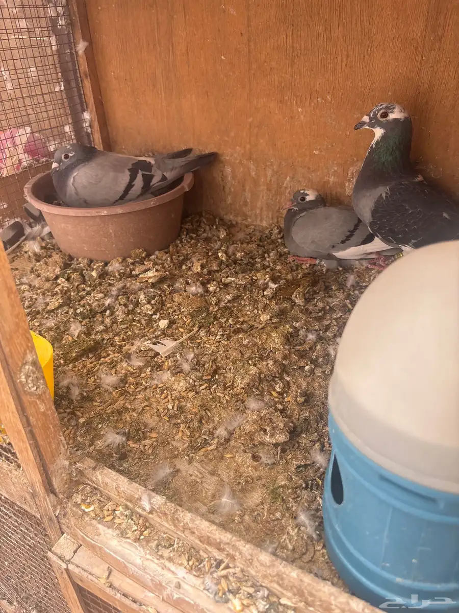 للبيع طبات واجوز زواجل سباق 5