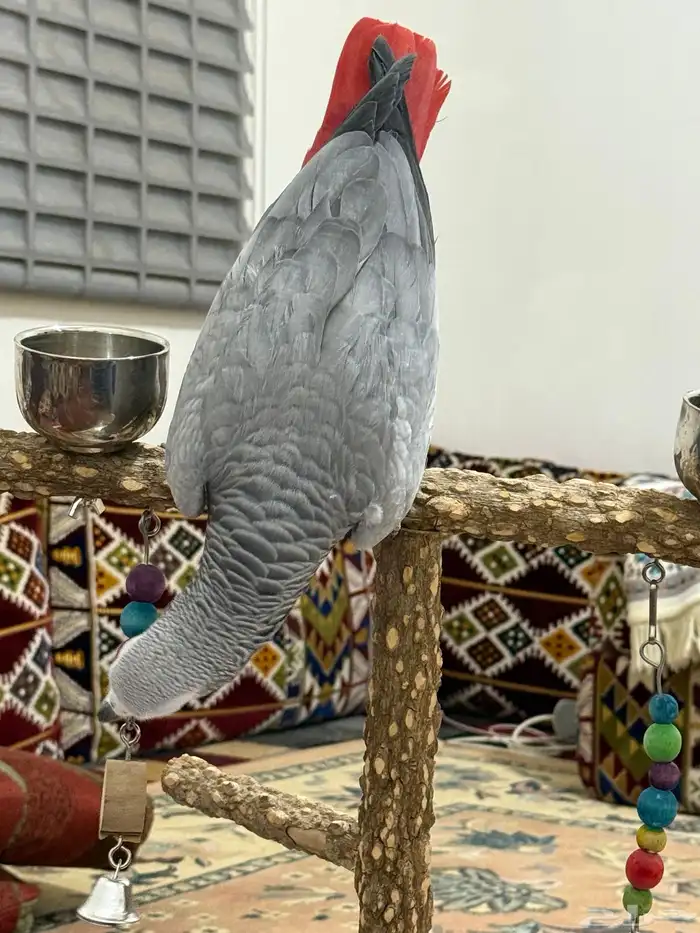كاسكو للبيع 5