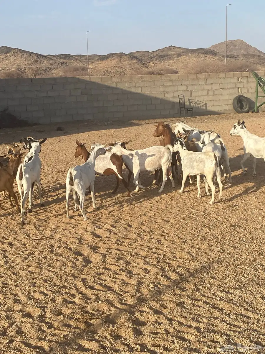 معزء جنوبيه بفحلها 4
