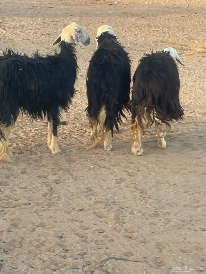غنم نجد 2