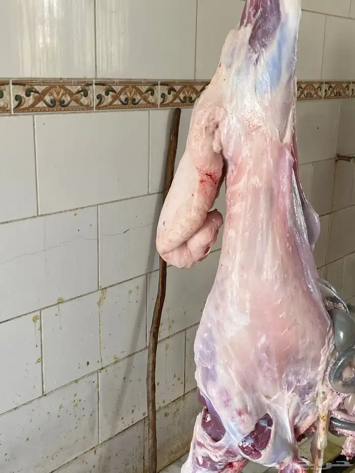 يتوفر لدينا ذبائح حسب الطلب 5