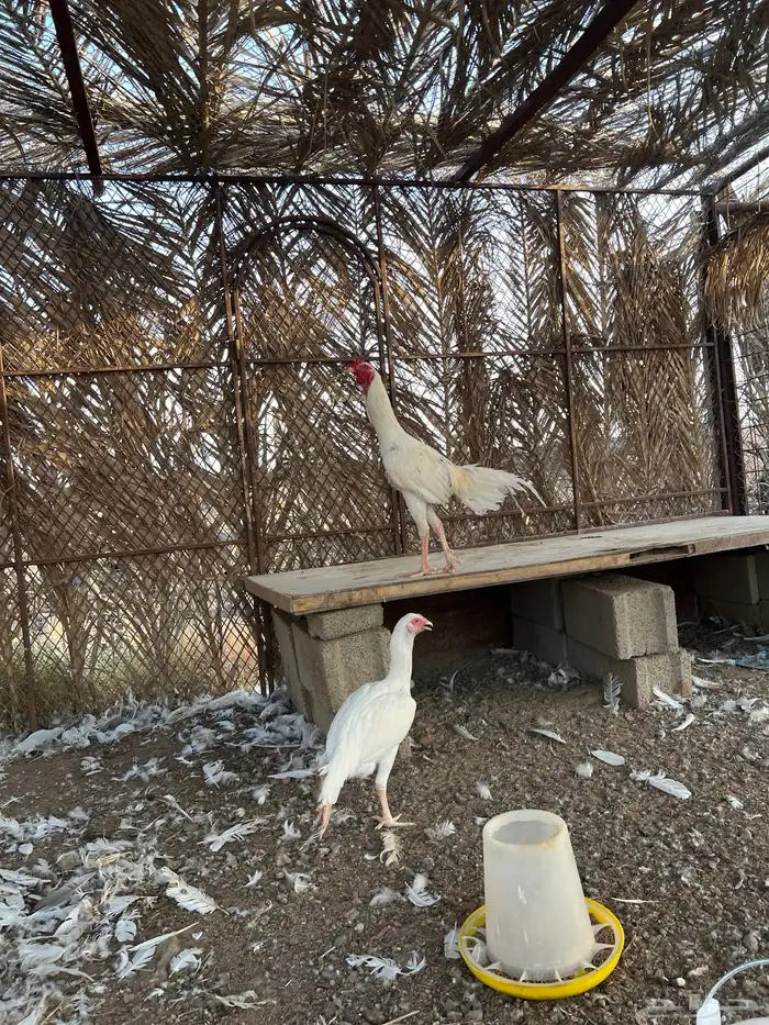 باكستاني صنف 9