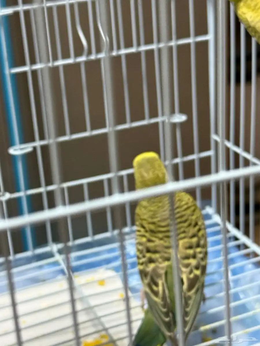 للبيع طيور منزليه (طيور الحب) 2
