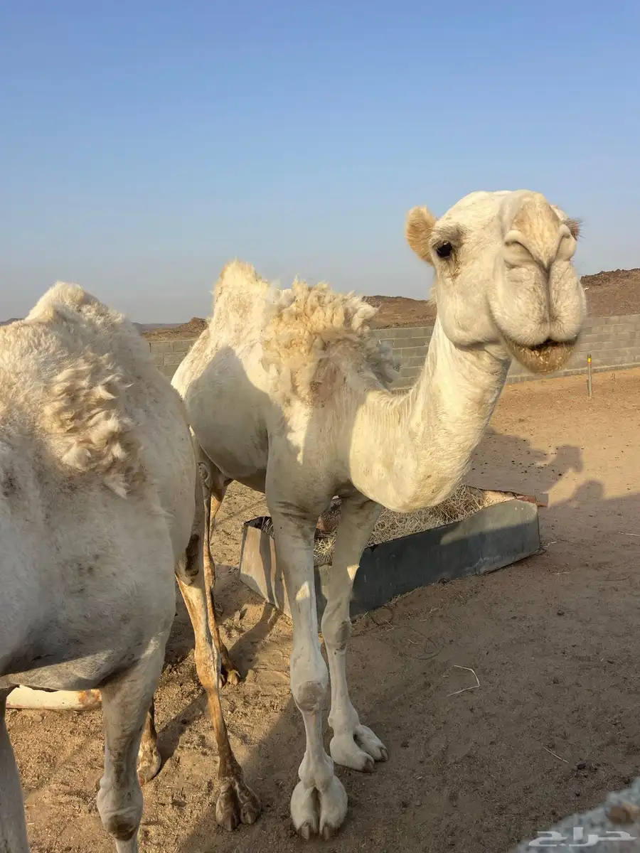 نياق للبيع 3