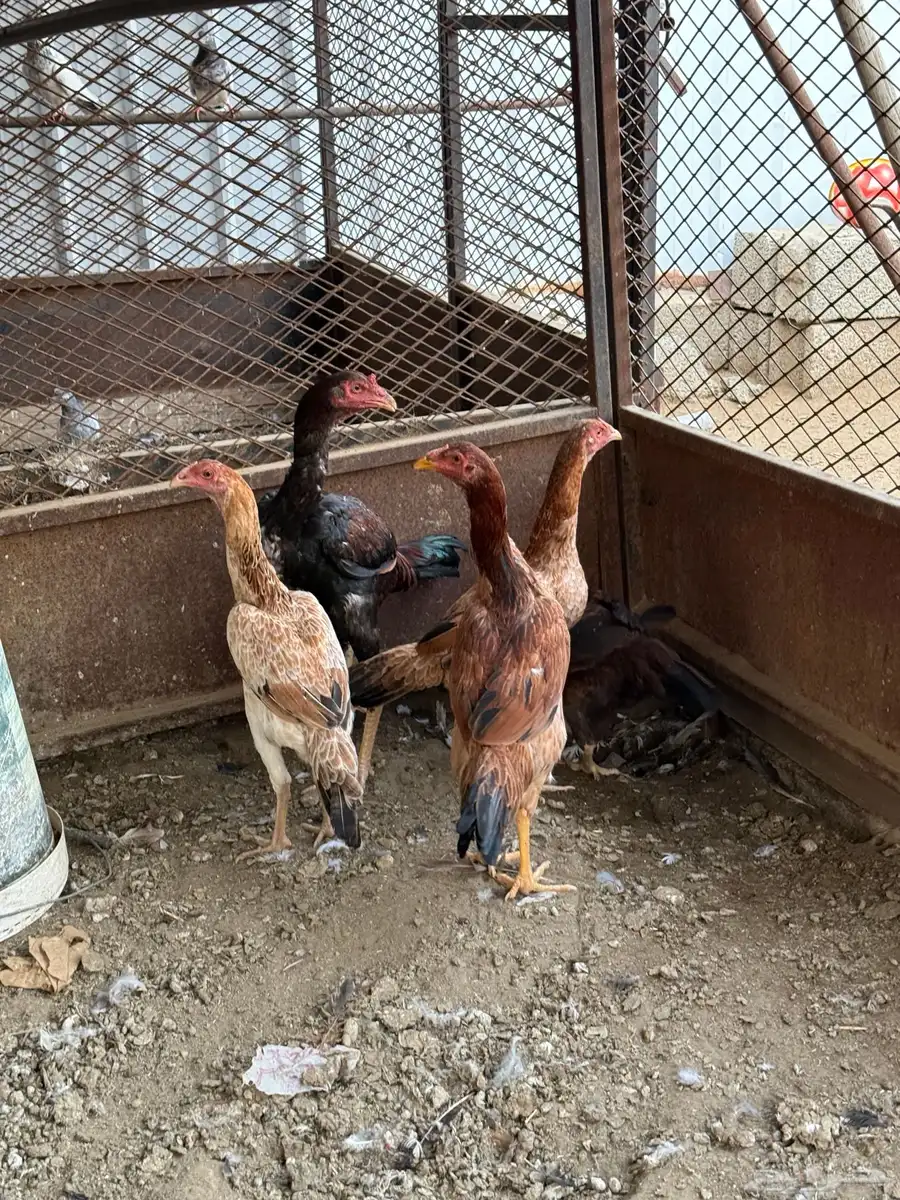 للبيع دجاج باكستاني 1