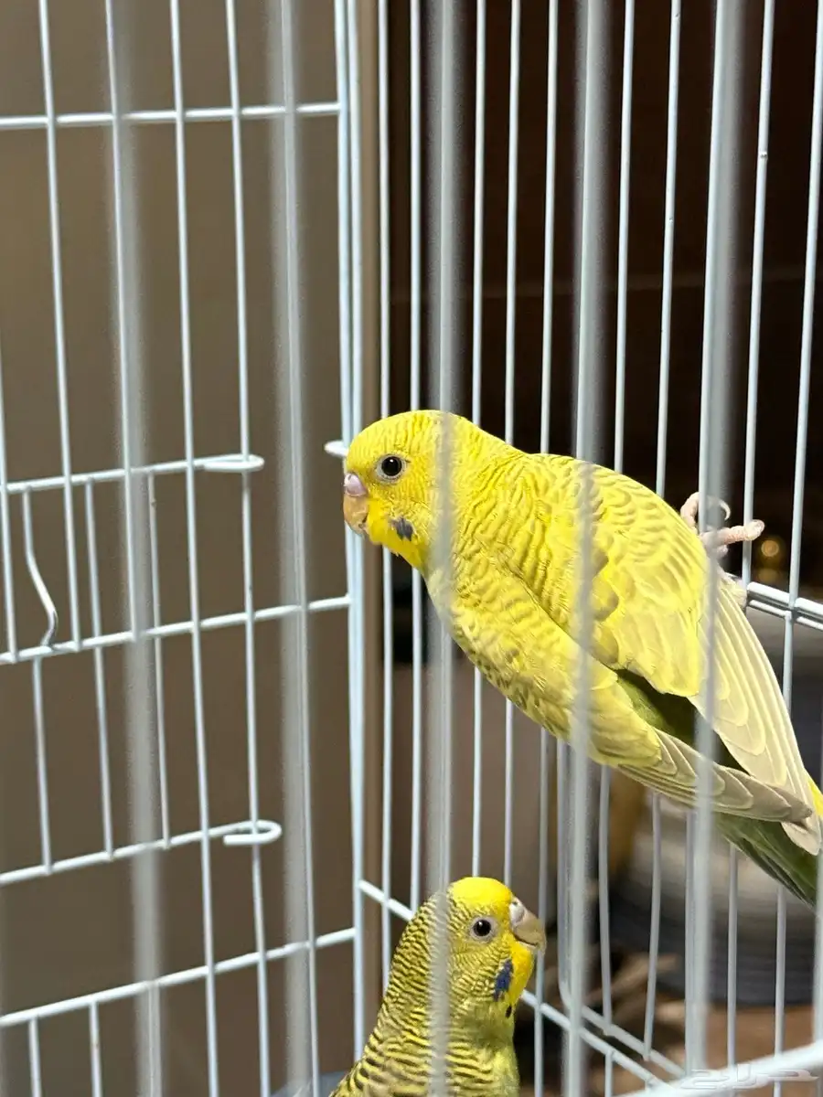 للبيع طيور منزليه (طيور الحب) 1