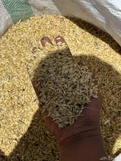 شعير بلدي 4