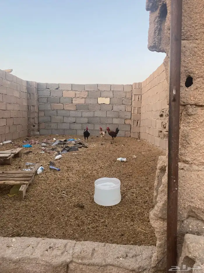 دجاج 0