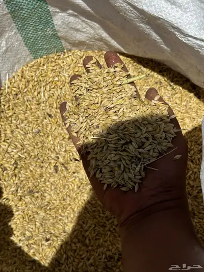 شعير بلدي 3