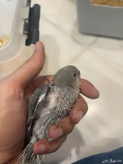 فروخ روز 9