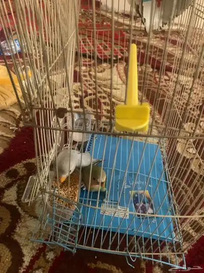 عصافير روز 2