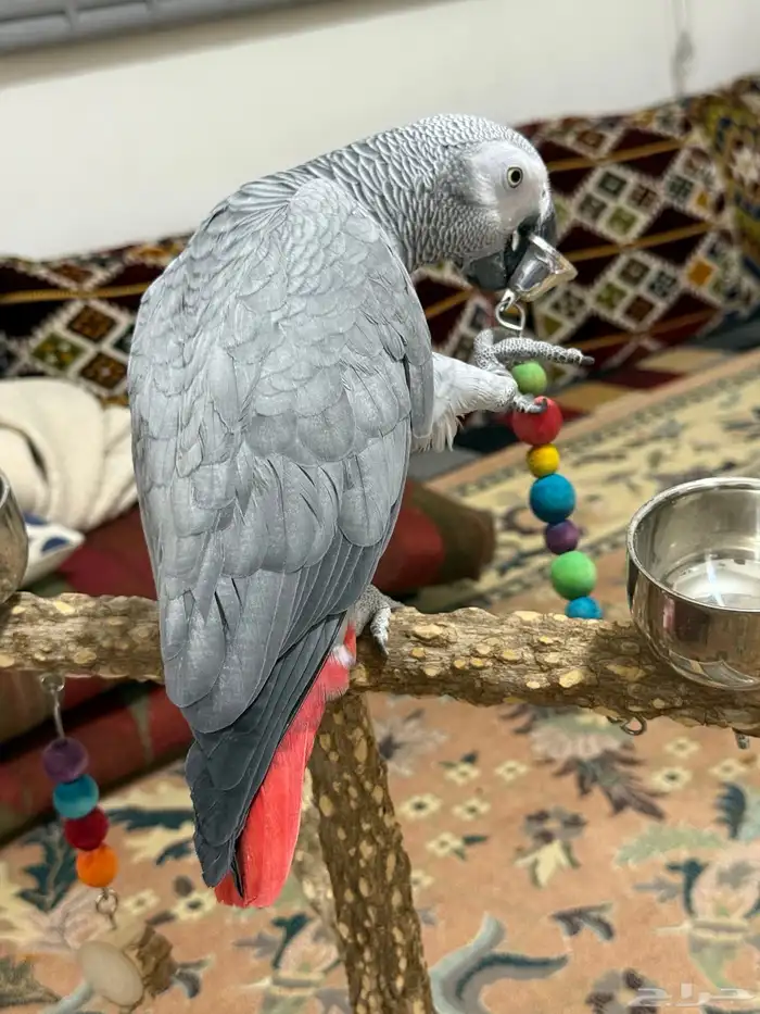 كاسكو للبيع 7