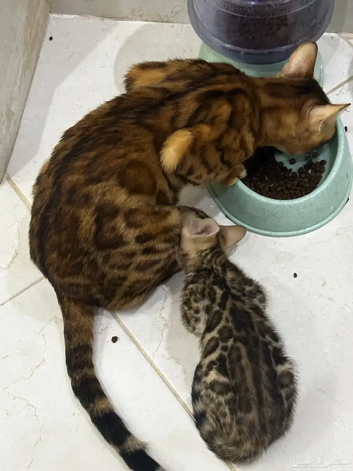 قطط بنغال للبيع مستويات قوية 6