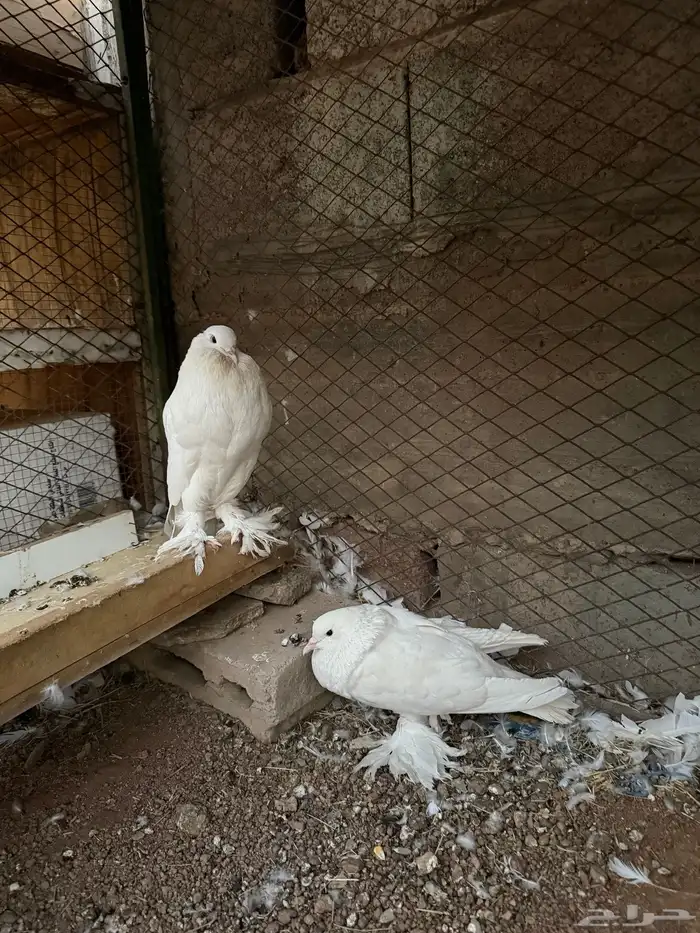 جوز حمام نفاخ ابيض للبيع 0