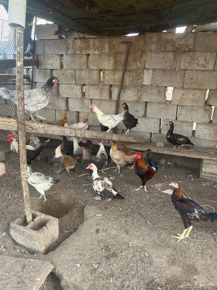 دجاج للبيع 1