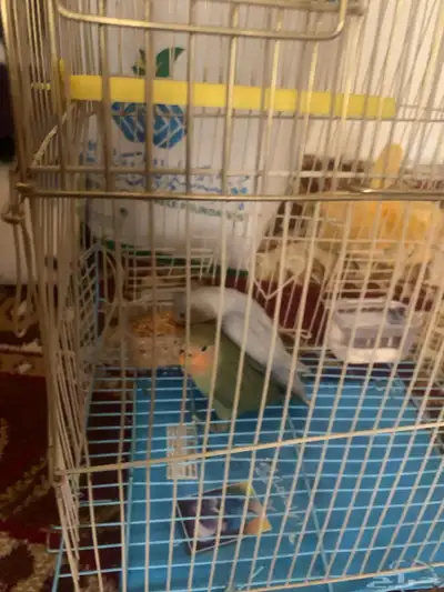 عصافير روز 3