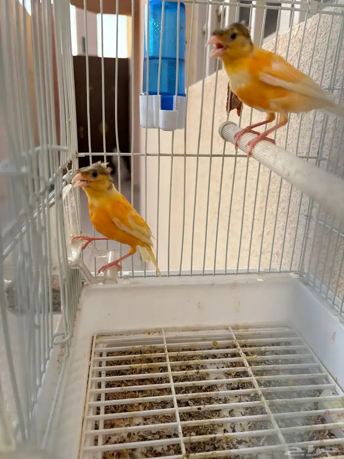 كناري اعمارهم ستة اشهر يبدو انهم ذكر وانثي والعلم عند الله 3