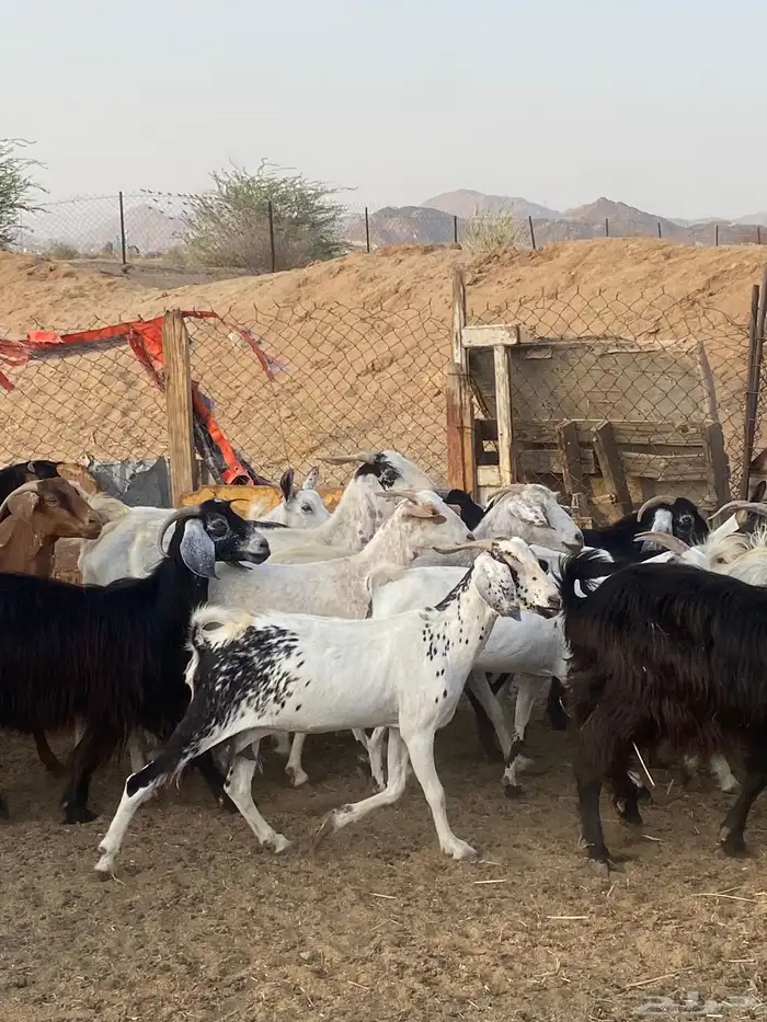 معزا مراح واحد حليب ومضاريع 9