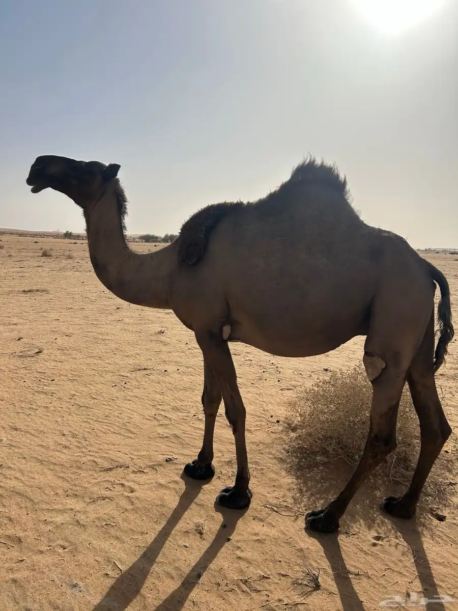 لقحه صفراء 0