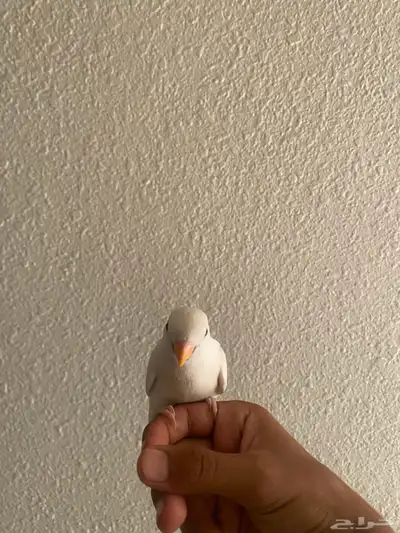 فرخ روز نهايه غر 4