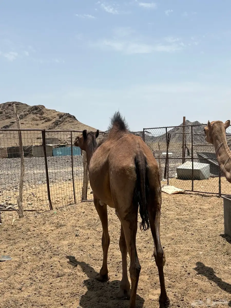 بكره صفرا جذعه مبيوع ولدها 5