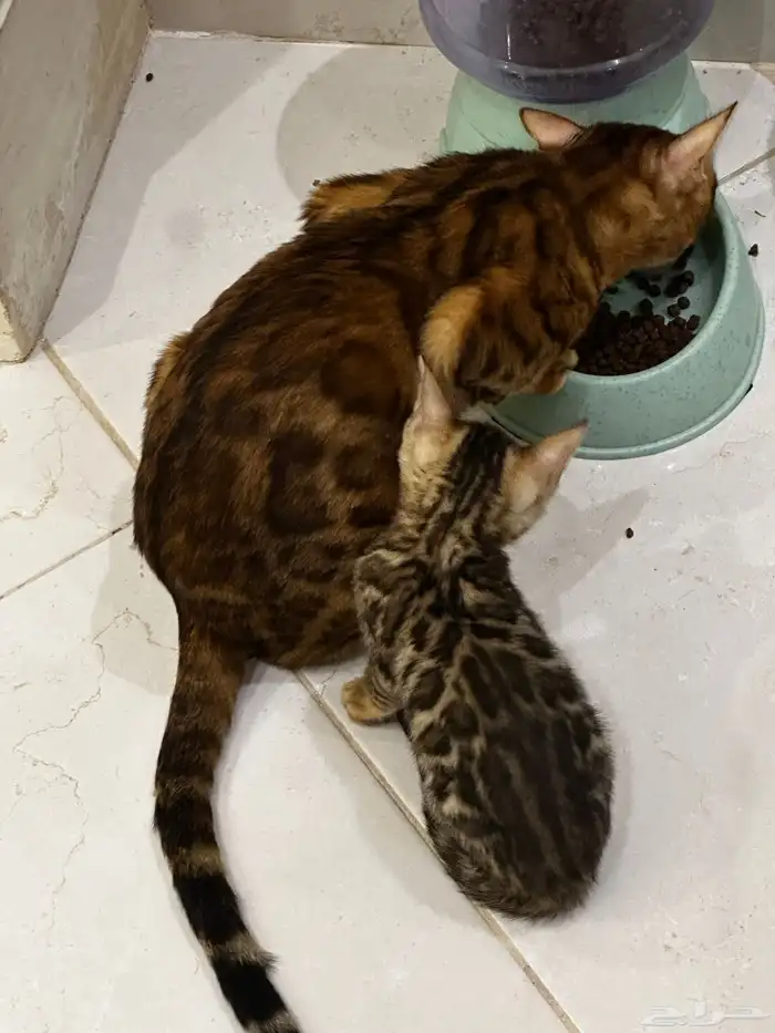 قطط بنغال للبيع مستويات قوية 9