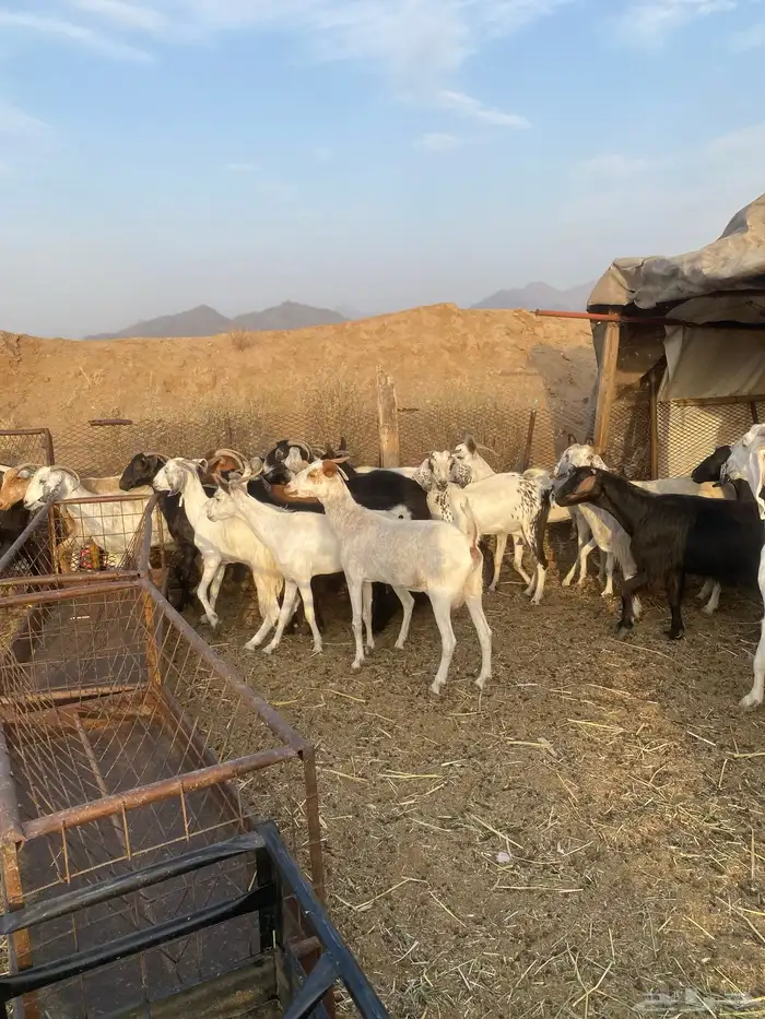 معزا مراح واحد حليب ومضاريع 2