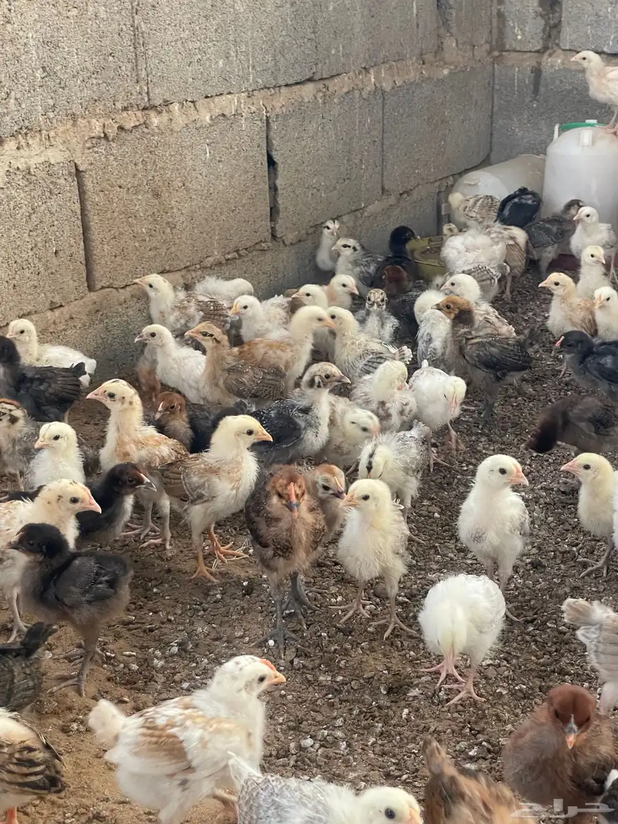 صوص دجاج بلدي 0
