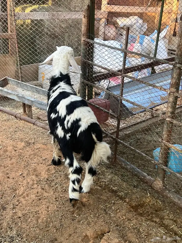 ذبايح نعيم نجد سواكني 0