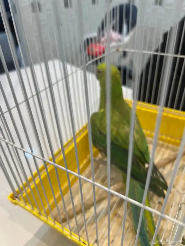 ببغاه 3