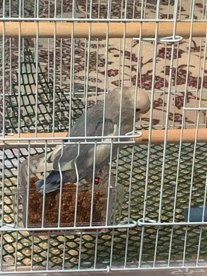 فرخ روز 0