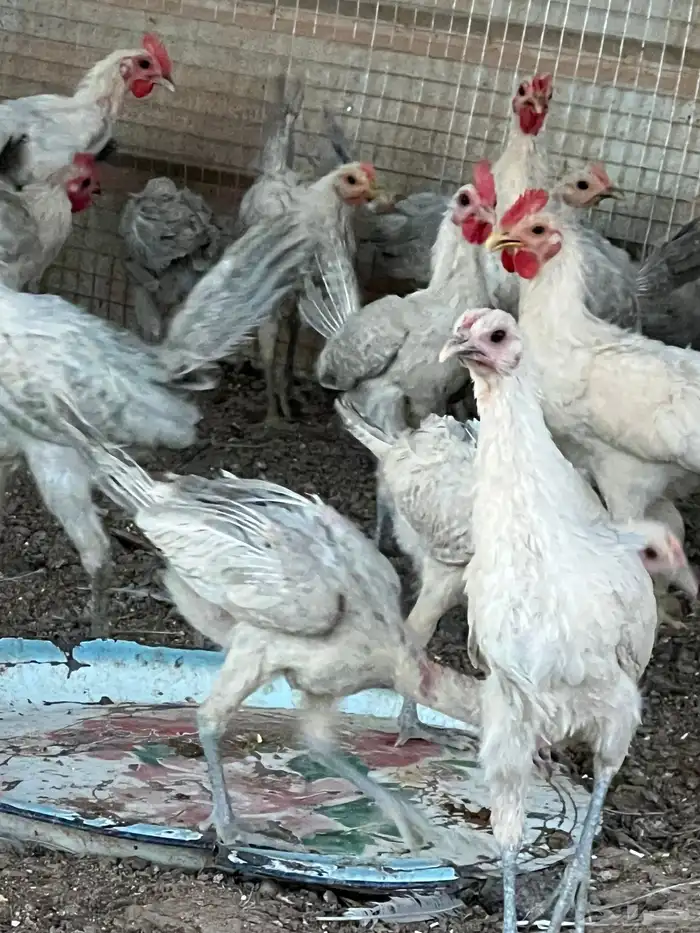 دجاج فيومي المنيوم 3