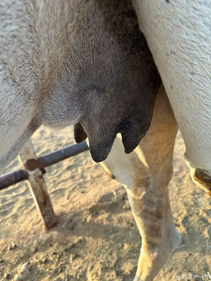 خفوت وضحى طيبه 5