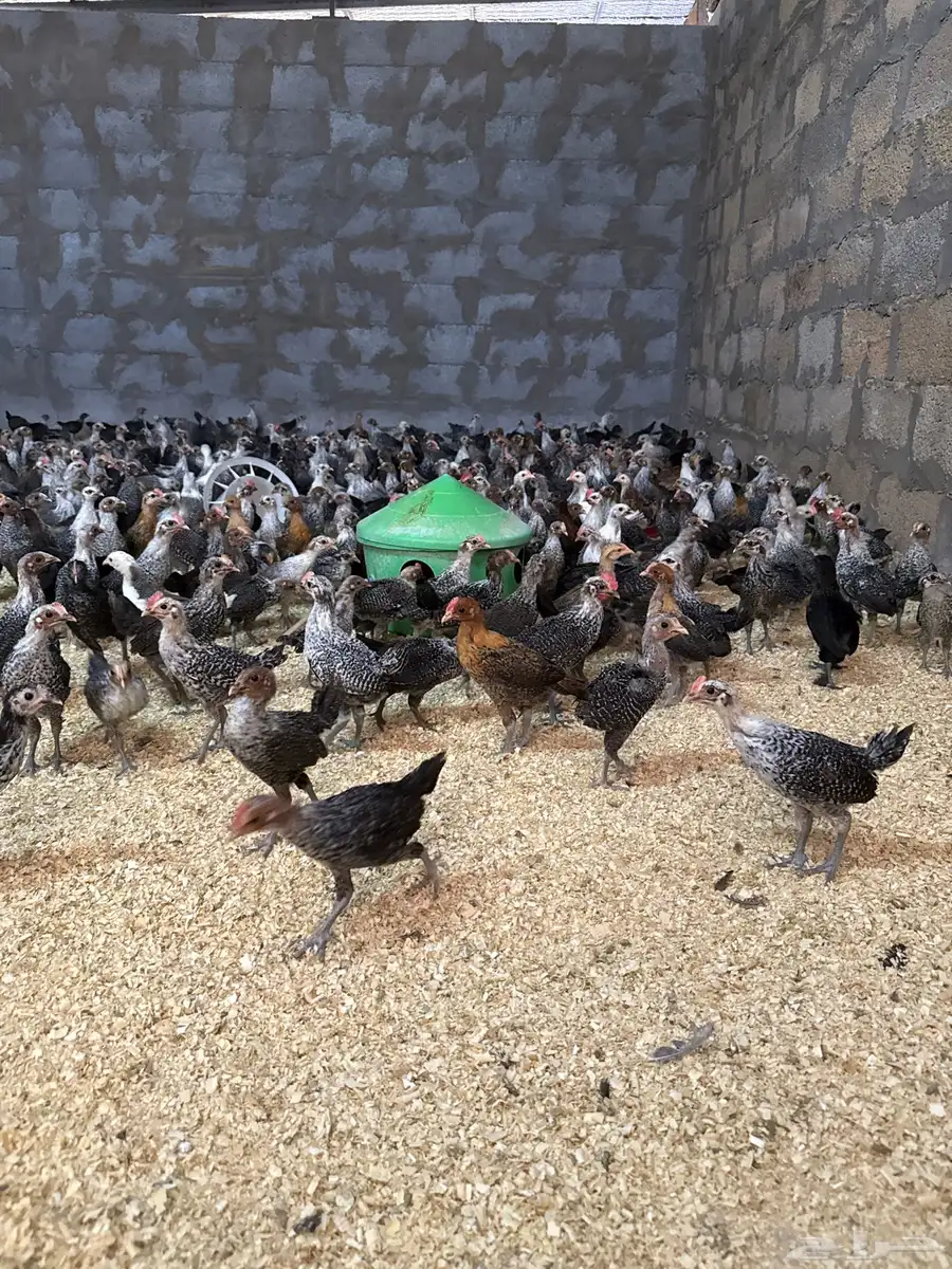 صيصان عمر شهر و14 يوم مطعم جاهز 2