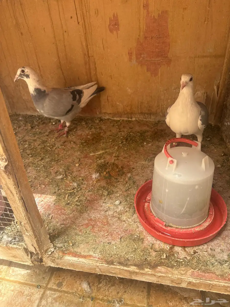 للبيع طبات واجوز زواجل سباق 14