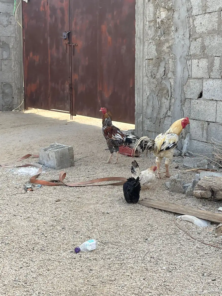 ديك فارسي ديك باكستاني 0