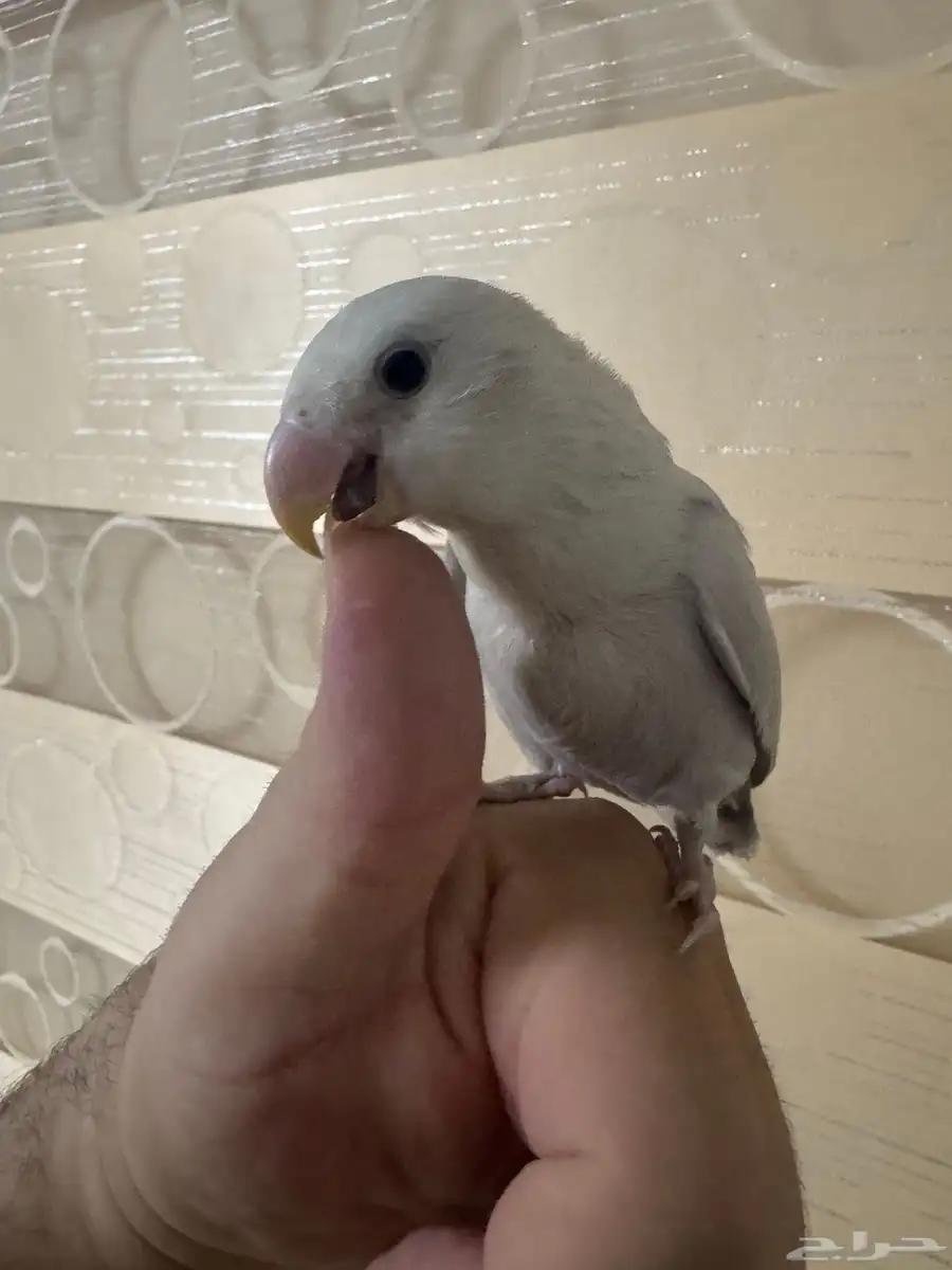 ذكر روز بلد ابلاين 3