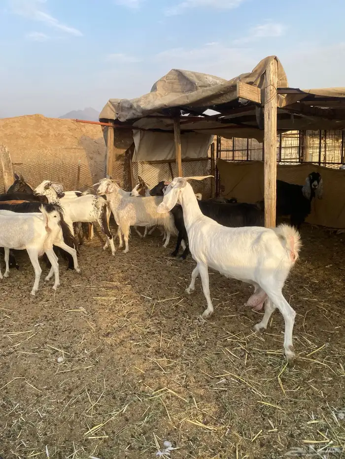معزا مراح واحد حليب ومضاريع 1